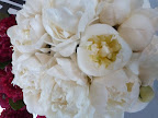 Perfect peonies.