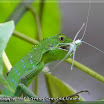 Green Crested Lizard (Bronchocela cristatella) .jpg