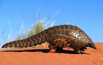 pangolin.jpg