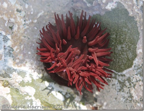 15-beadlet anemone