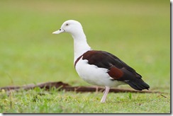 Raja Shelduck