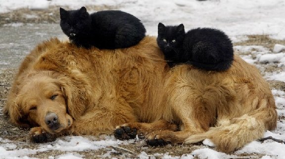 [Pet%252005%255B2%255D.jpg]