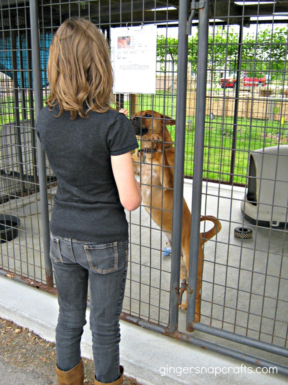 [dog-at-animal-shelter4.jpg]