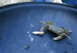 [badcrab%255B2%255D.jpg]
