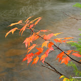 Maple Leaves at Bond Falls / Upper Michigan