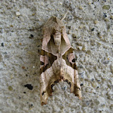 Angle Shades Moth - another very pretty moth, when viewed up close.