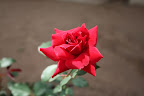 Traditional “English Rose” in Bev’s garden
