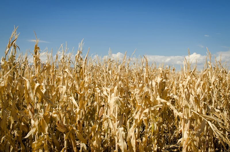 [Cornbelly%2527s-30%255B3%255D.jpg]