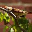 female cardinal front tree.jpg