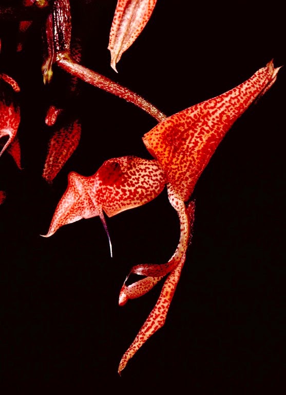 [OR%2520Gongora_latisepala%255B3%255D.jpg]