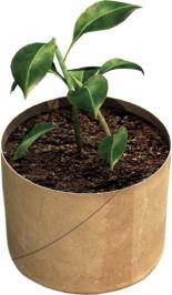 [plant_resized400X266%255B3%255D.jpg]