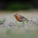 House Finch