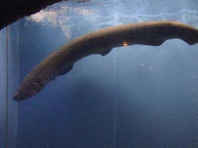 [biggest-eel%255B2%255D.jpg]