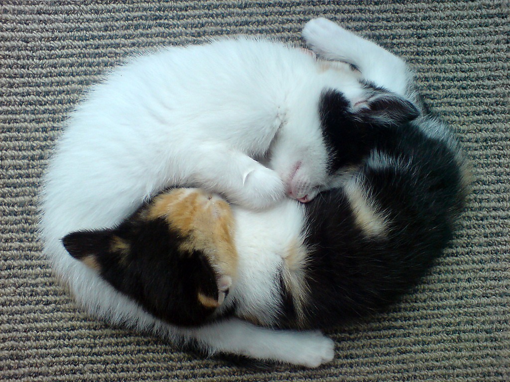 [yin-yang-kittens%255B2%255D.jpg]