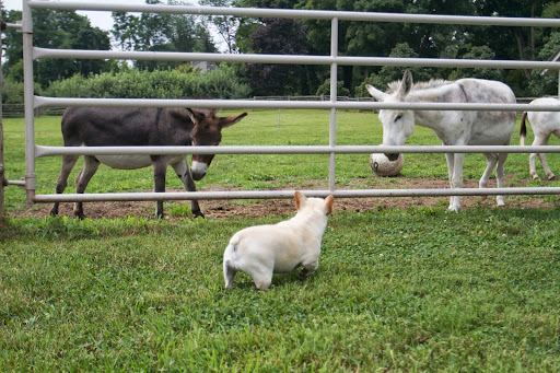 Other wealthy fans also imported mini donks. In the 1950s, the Langfeld family became major breeders and established the Miniature Donkey Registry. Other wealthy fans also imported mini donks. In the 1950s, the Langfeld family became major breeders and established the Miniature Donkey Registry.