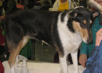 Smooth Collie