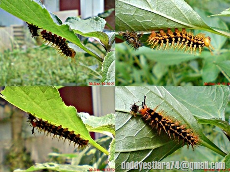 After ecdysis, a Hypolimnas bolina caterpillar eat its old skin