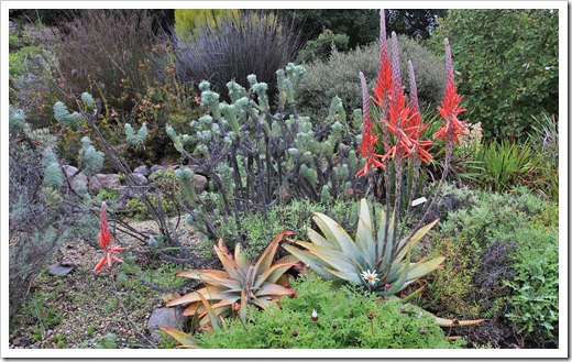 121228_UCBotGarden_Aloe-suprafoliata_09