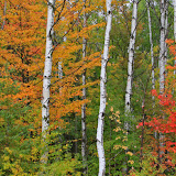 Birch and Fall Color / Northern Wisconsin