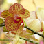 orchid_0065.JPG