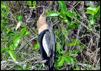 06d - Anhinga