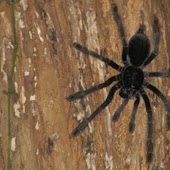 Tarantula Tarantula.jpg