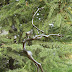 Object: 22111 - Wuthering Heights - 49 x 27 x 12 cm - € 975,=