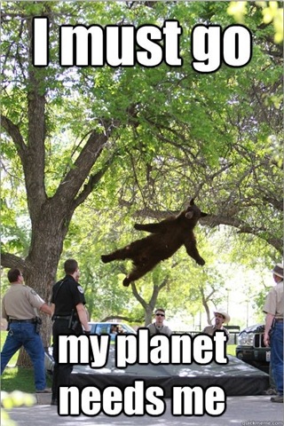 [falling-bear-meme-3%255B2%255D.jpg]
