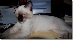 catcomputer2