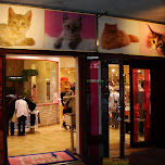 cat store at muscle park in tokyo in Odaiba, Japan 
