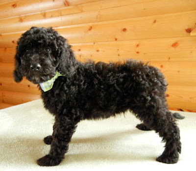 Gorgeous black male.