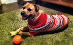 Maggie always crosses her paws like a lady, especially when she's dressed up in her sweater and pearls!