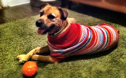 Maggie always crosses her paws like a lady, especially when she's dressed up in her sweater and pearls!