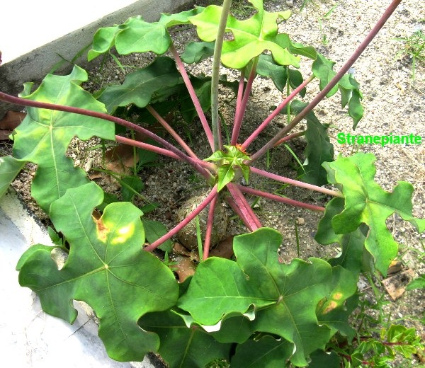 [Jatropha%2520podagrica%2520pianta%255B2%255D.jpg]