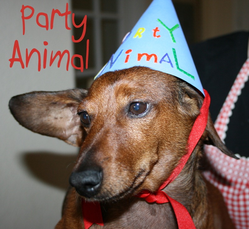 [party%2520animal%2520014%255B3%255D.jpg]