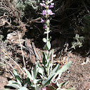 Thickleaf Penstemon