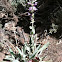 Thickleaf Penstemon