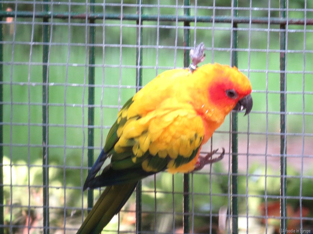 [colorful-parrot-blurry2%255B1%255D.jpg]