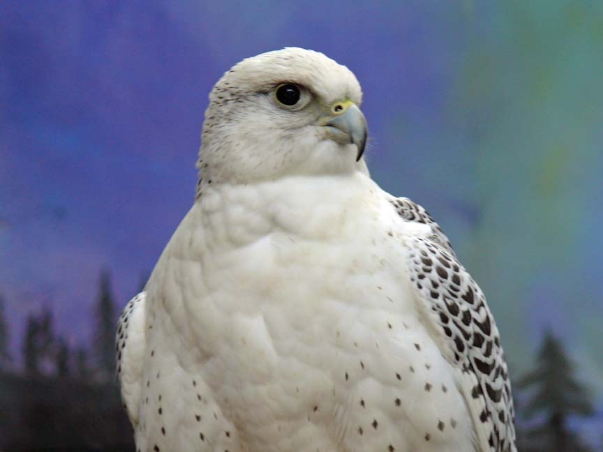 [Gyrfalcon%255B6%255D.jpg]