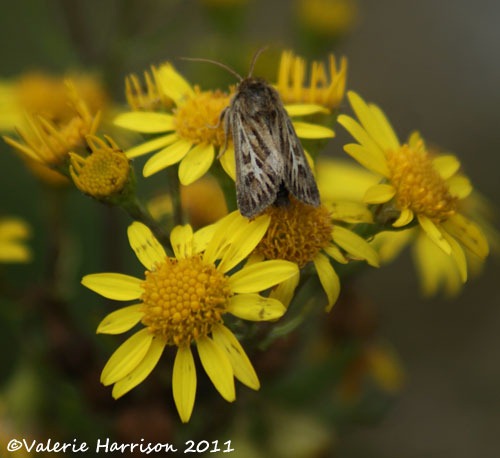 [20-antler-moth%255B2%255D.jpg]