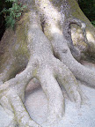 california_sequoia