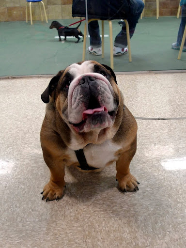 Why, hello, girls!  It's so amazing to meet you!  Yes, I was just taking a training class.  They say you can't teach an old dog new tricks, but they're wrong!  Learning keeps our minds sharp!  And mine is like a tack!