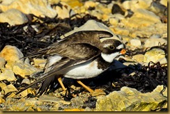 Semi-palmated Plover brocken wing display Semipalmated Plover Broken wing display_D7K_7380 NIKON D7000 June 18, 2011