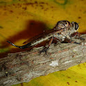 Robber Fly