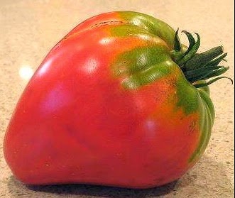 [TO%2520Morago%2520Vermelho%255B3%255D.jpg]