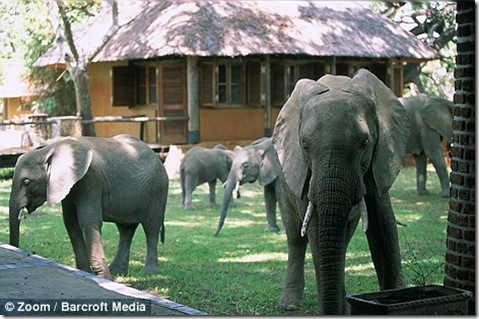 elefantes de zambia (4)