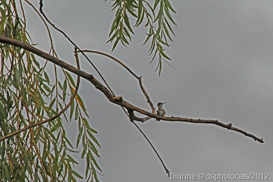 IMG_0260 Hummingbird Way Up In The Tree