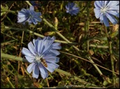 Fiore di Cicoria Fiore di Cicoria
