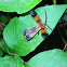 Net-winged Beetle