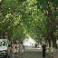 Qingdao - Badaguan - À l'ombre des feuillages